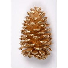 SLASH PINE CONE 4"-6" (PICKED) GOLD -OUT OF STOCK
